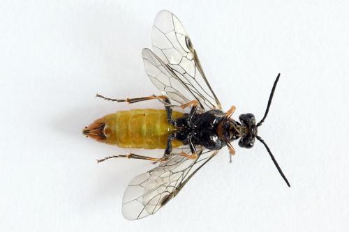 Réf. 223 106 : Dolerus aericeps